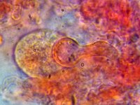 Resinicium bicolor 5, Kristaltandjeszwam, Micro, Saxifraga-Lucien Rommelaars