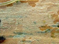 Resinicium bicolor 8, Kristaltandjeszwam, Saxifraga-Lucien Rommelaars