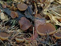 Rutstroemia echinophila 3, Kastanjestromakelkje, Saxifraga-Lucien Rommelaars