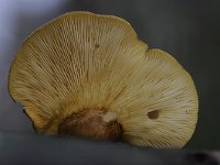 Sarcomyxa serotina 2, Groene schelpzwam, Saxifraga-Luuk Vermeer
