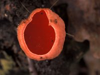 Sarcoscypha coccinea 1, Rode kelkzwam, Saxifraga-Jan Nijendijk