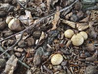 Group of Common earthballs (Scleroderma citrinum)  Group of Common earthballs (Scleroderma citrinum) : autumn, Common earthball, earth ball, earthball, fall, fungi, natural, nature, puffball, Scleroderma citrinum, fungus