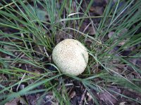 Fungus Common earthball (Scleroderma citrinum) in middle of tussock  Fungus Common earthball (Scleroderma citrinum) in middle of tussock : fungus, Common earthball, earthball, pigskin poison puffball, puffball, Scleroderma citrinum, white, cream colored, poisonous, nature, natural, summer, summertime, fall, autumn, ball, round, outside, outdoor, outdoors, no people, nobody, tussock, grass, single