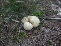 Four Common earthballs (Scleroderma citrinum)  Four Common earthballs (Scleroderma citrinum) : fungus, Common earthball, earthball, puffball, Scleroderma citrinum, white, cream colored, poisonous, nature, natural, summer, summertime, fall, autumn, ball, round, outside, outdoor, outdoors, no people, nobody, fungi, earthballs. pigskin poison puffball, puffballs, 4, four