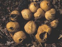 Scleroderma citrinum 7, Gele aardappelbovist, Saxifraga-Jan van der Straten