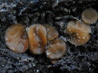 Scutellinia scutellata 13, Gewone wimperzwam, Saxifraga-Luuk Vermeer