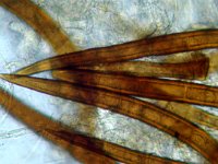 Scutellinia subhirtella 8, Broekboswimperzwam, Saxifraga-Lucien Rommelaars