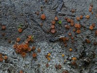 Scutellinia torrentis 1, Gerande wimperzwam, Saxifraga-Willem van Kruijsbergen