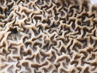 Serpula himantioides 6, Dakloze huiszwam, Saxifraga-Luuk Vermeer