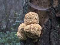Grote sponszwam  On trunk of Scots pine (Pinus sylvestris) : autumn, cualiflower fungus, fall, fungus, nature, sparassis crispa, three