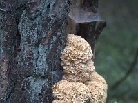 Grote sponszwam  On trunk of Scots pine (Pinus sylvestris) : autumn, cualiflower fungus, fall, fungus, nature, sparassis crispa, three