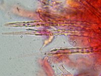 Subulicystidium longisporum 3, Priemharig korstje, Micro, Saxifraga-Lucien Rommelaars