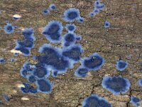 Terana caerulea 3, Blauwe korstzwam-Saxifraga-Luc Hoogenstein : Lunetten