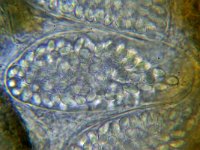 Thelebolus polysporus 1, Nietig sinterklaasschijfje, Micro, Saxifraga-Lucien Rommelaars
