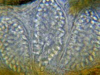 Thelebolus polysporus 2, Nietig sinterklaasschijfje, Micro, Saxifraga-Lucien Rommelaars