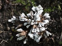Earthfan fungus  Thelephora penicillata : autumn, autumnal, earthfan, fungi, fungus, natural, nature, thelephora, thelephora penicillata