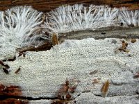 Trechispora farinacea 3, Saxifraga-Lucien Rommelaars