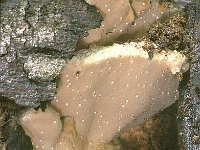 Tyromyces fissilis 1, Appelboomkaaszwam, Saxifraga-Jan de Laat