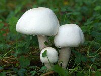 Agaricus arvensis