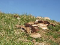 Agaricus bernardii