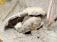 Agaricus devoniensis