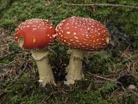 Amanita muscaria 22, Vliegenzwam, Saxifraga-Willem van Kruijsbergen
