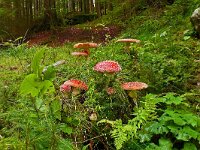 Amanita muscaria 54, Vliegenzwam, Saxifraga-Hans Grotenhuis
