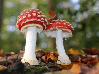 Amanita muscaria 56, Vliegenzwam, Saxifraga-Foto Fitis-Sytske Dijksen