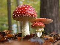 Amanita muscaria 57, Vliegenzwam, Saxifraga-Foto Fitis-Sytske Dijksen