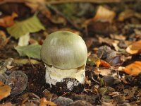 Amanita phalloides 14, Groene knolamaniet, Saxifraga-Foto Fitis-Sytske Dijksen