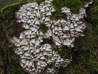 Antrodia xantha 16, Citroenstrookzwam, Saxifraga-Jan Nijendijk