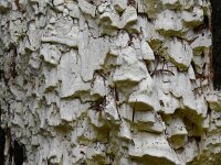 Antrodia xantha 3, Citroenstrookzwam, Saxifraga-Luuk Vermeer