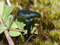 Arrhenia chlorocyanea 2, Blauwgroen trechtertje, Saxifraga-Foto Fitis-Sytske Dijksen