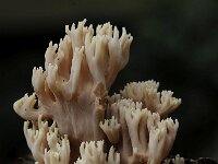 Artomyces pyxidatus 20, Kroontjesknotszwam, Saxifraga-Luuk Vermeer