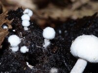 Asterophora lycoperdoides 3, Poederzwamgast, Saxifraga-Foto Fitis-Sytske Dijksen