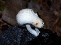 Asterophora lycoperdoides 4, Poederzwamgast, Saxifraga-Foto Fitis-Sytske Dijksen