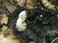 Asterophora parasitica