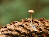 Baeospora myosura,  Conifercone Cap