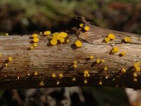 Bisporella citrina, Lemon Disco