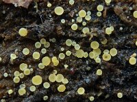 Bisporella subpallida