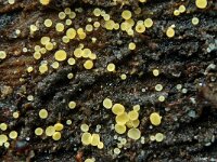 Bisporella subpallida 4, Geelbruin schijfzwammetje, Saxifraga-Lucien Rommelaars