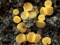 Bisporella subpallida 5, Geelbruin schijfzwammetje, Saxifraga-Lucien Rommelaars