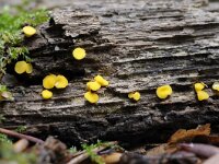 Bisporella sulfurina