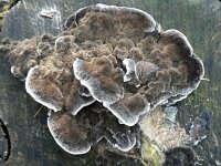 Bjerkandera adusta, Smoky Polypore