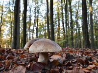 Boletus edulis 11, Gewoon eekhoorntjesbrood, Saxifraga-Luuk Vermeer