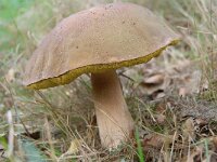 Boletus edulis 20, Gewoon eekhoorntjesbrood, Saxifraga-Luuk Vermeer