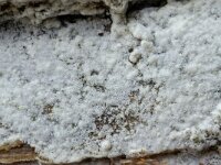 Botryobasidium subcoronatum