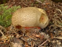 Caloboletus calopus 1, Pronksteelboleet, Saxifraga-Marijke Verhagen