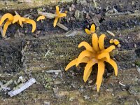 Calocera cornea 15, Geel hoorntje, Saxifraga-Tom Heijnen