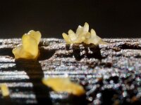 Calocera cornea 17, Geel hoorntje, Saxifraga-Foto Fitis-Sytske Dijksen